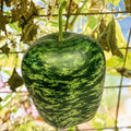 Apple Gourd Seeds | Ornamental Squash Swan Pumpkin Dipper | Bottle Bird Seed 2025 | Lagenaria siceraria