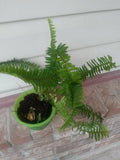 Live Sword Fern Plant - Air Purifying Indoor Fern - Nephrolepis exaltata - 1 Size
