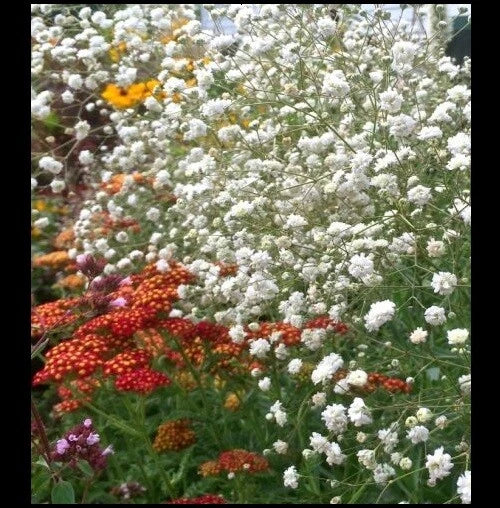 Baby's Breath Flower Seeds - 100/500/1000 White Gypsophila Elegans for Easy Bouquets