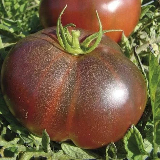Black Krim Tomato Seeds - Heirloom, Non-GMO - Tracking Included - Solanum lycopersicum