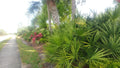 Florida Sabal Palmetto Palm Tree - 12"-20" Live Garden Plant - 2 Years Old, Rooted, Outdoor Tropical Plant