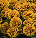 Little Hero Fire Marigold Seeds - 25+ Count for Planting - Tagetes patula - Garden Seeds - USA