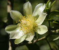Rare Pereskia aculeata Gold Variegated Cactus Plant in 6" Pot - Unique Variegata Variety for Collectors