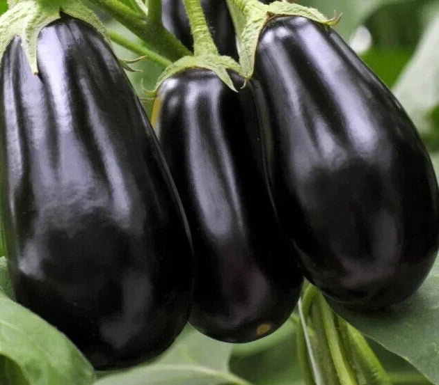 Black Beauty Eggplant Seeds - 200+ Vegetable Garden Seeds - Solanum Melongena - Heirloom Variety - Free Shipping