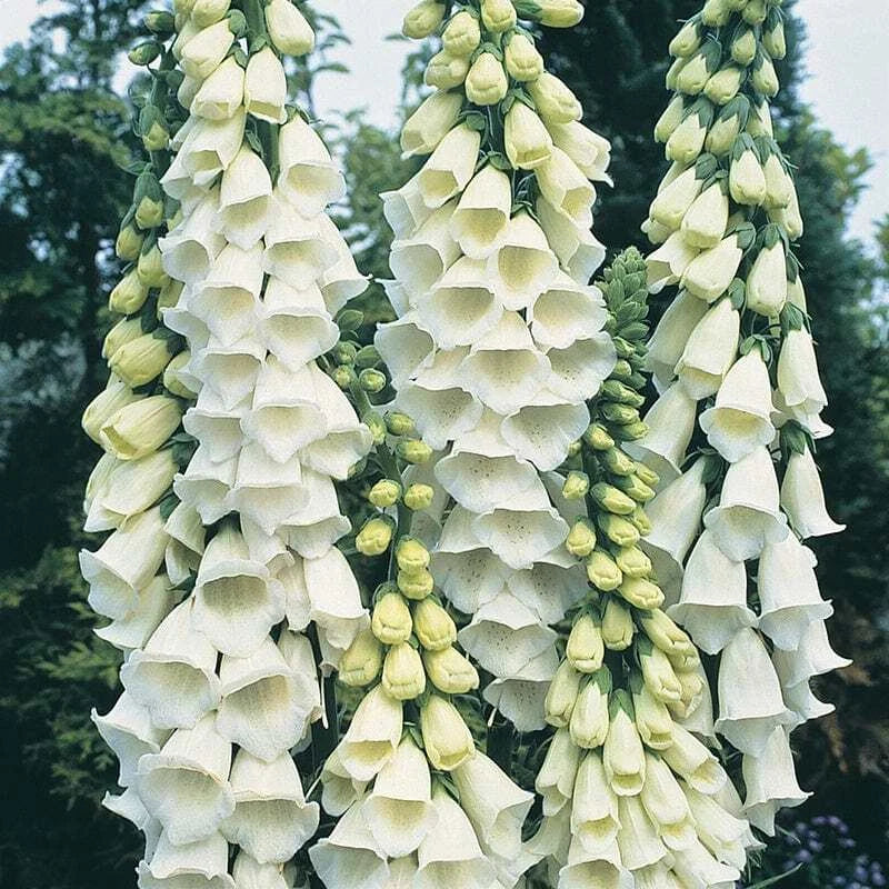 Alba Foxglove Seeds | Non-GMO | Digitalis purpurea | Flower Seeds for Gardens