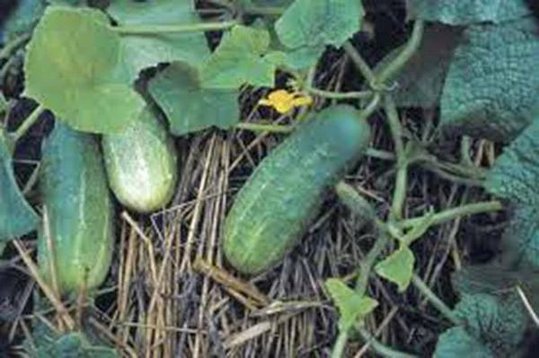 Pickling Cucumber Seeds, 50+ Heirloom Non-GMO, National Variety, Perfect for Homemade Pickles