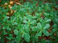 Green Purslane Seeds, NON-GMO, Omega-3 Rich, Little Hogweed, Duckweed, Edible Plant, Organic Gardening