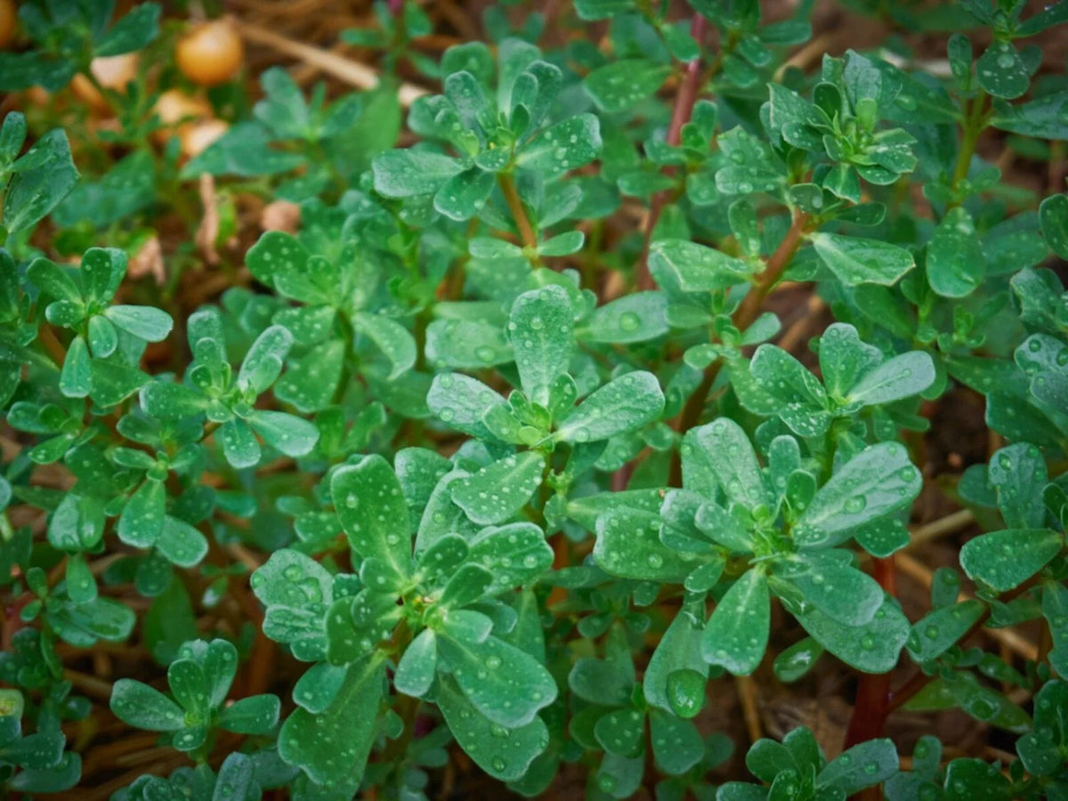 Green Purslane Seeds, NON-GMO, Omega-3 Rich, Little Hogweed, Duckweed, Edible Plant, Organic Gardening