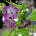 Mottisfont Rose Geranium Seeds - 25+ Premium Seeds for Garden Planting - Pelargonium 'Mottisfont' - USA