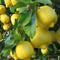 Meyer Lemon Seeds - 5 Organic Non-GMO Citrus Seeds - Pesticide Free - Edible Fruit Tree - Citrus limon