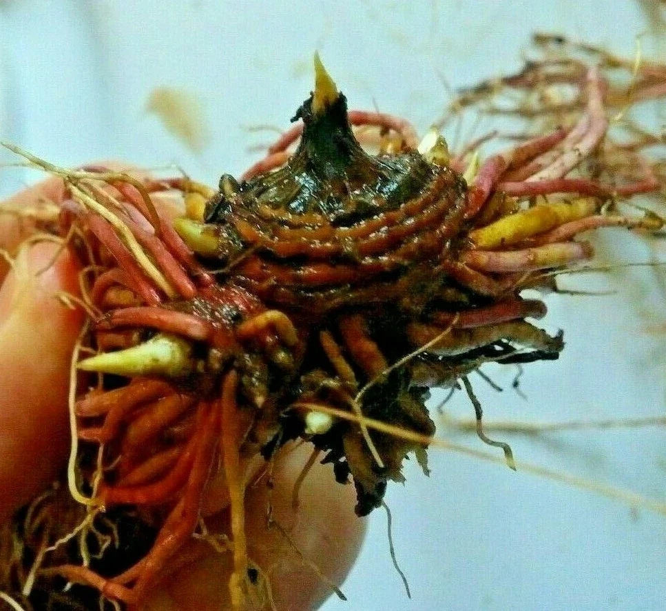 6 Tatarian Aster Plants or Roots – Hardy Perennial Lavender Blooms – Healthy Live Starters for Fall or Spring Planting