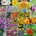 All Perennial Wildflower Mixed Seeds, 5 lb, Eden Brothers, Non-GMO, Native Wildflowers for Planting