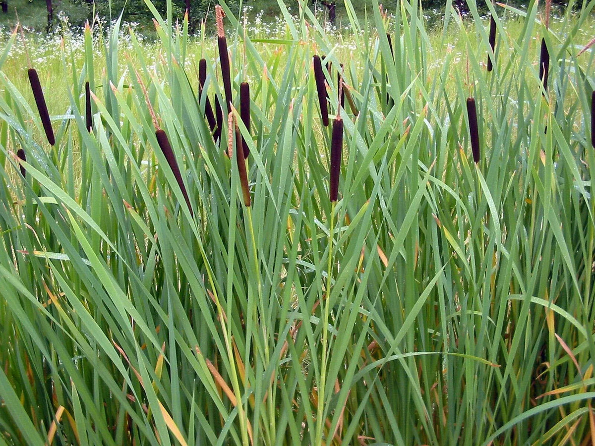 Cattail Seeds - 2000 Count - Fresh Harvest - Typha latifolia - Wildflower Garden Planting