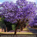 Blue Jacaranda Seeds - 10 Rare Flowering Trumpet Tree Seeds - Jacaranda mimosifolia