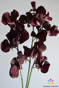 Topsy Sweet Pea Seeds - 50+ Pack for Garden Planting - Lathyrus odoratus - USA Grown, Free Shipping