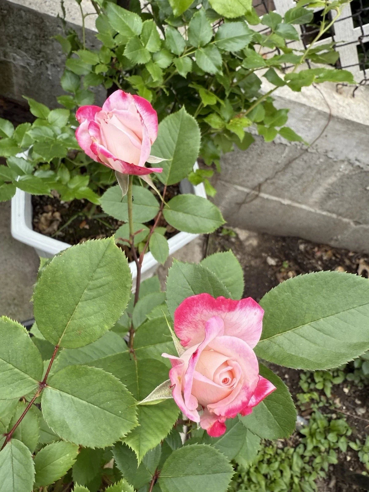 Candy Cane Cocktail™ Shrub Rose - Live Plant (1 QT) - Rosa 'Candy Cane Cocktail' - Colorful Blooming Garden Plant