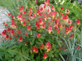 Wild Columbine – Aquilegia canadensis Native Red & Yellow Perennial | Hummingbird Magnet | 3” Pot Live Starter Plant