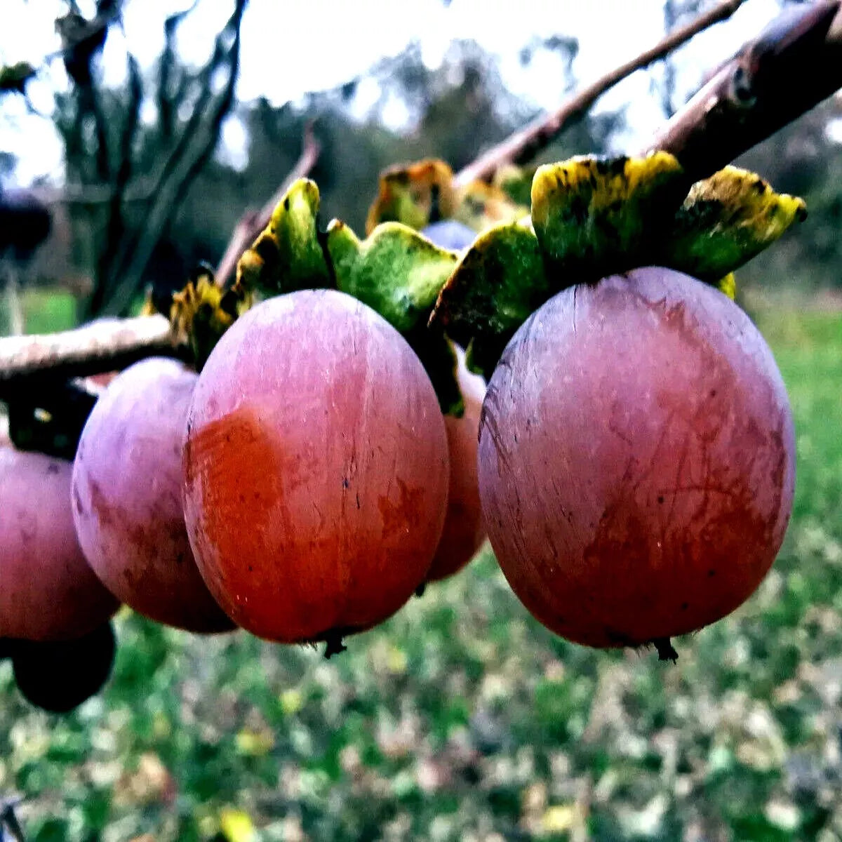 10 Date Plum Seeds - Mediterranean Persimmon - Diospyros Lotus - Fruit Tree Seeds for Home Garden