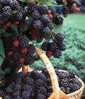 Black Hawk Raspberry Plants - 3 Pack, 1-2 Yr Old, Rubus occidentalis, Hardy Fruit Shrub, Sweet Berries, Cold-Hardy, Disease Resistant