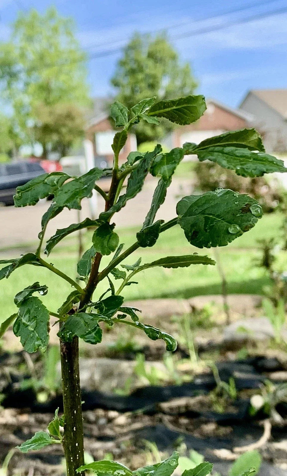 Chinese Pepper Tree 15"-20" with Roots, New Leaves, Zanthoxylum, 2-3 Years Old