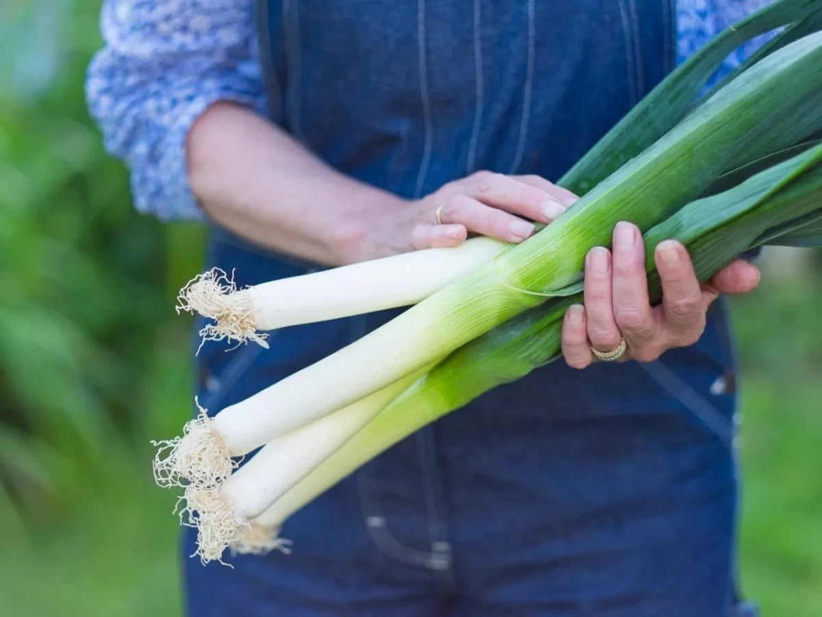 Large American Flag Leek Onion Seeds - 500+ Heirloom, Organic, Non-GMO, Fresh - Allium ampeloprasum