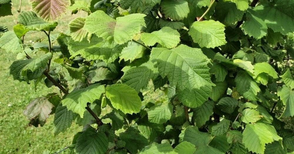 American Hazelnut Tree 12-18" Live Bareroot Corylus americana 1-2 Year Old