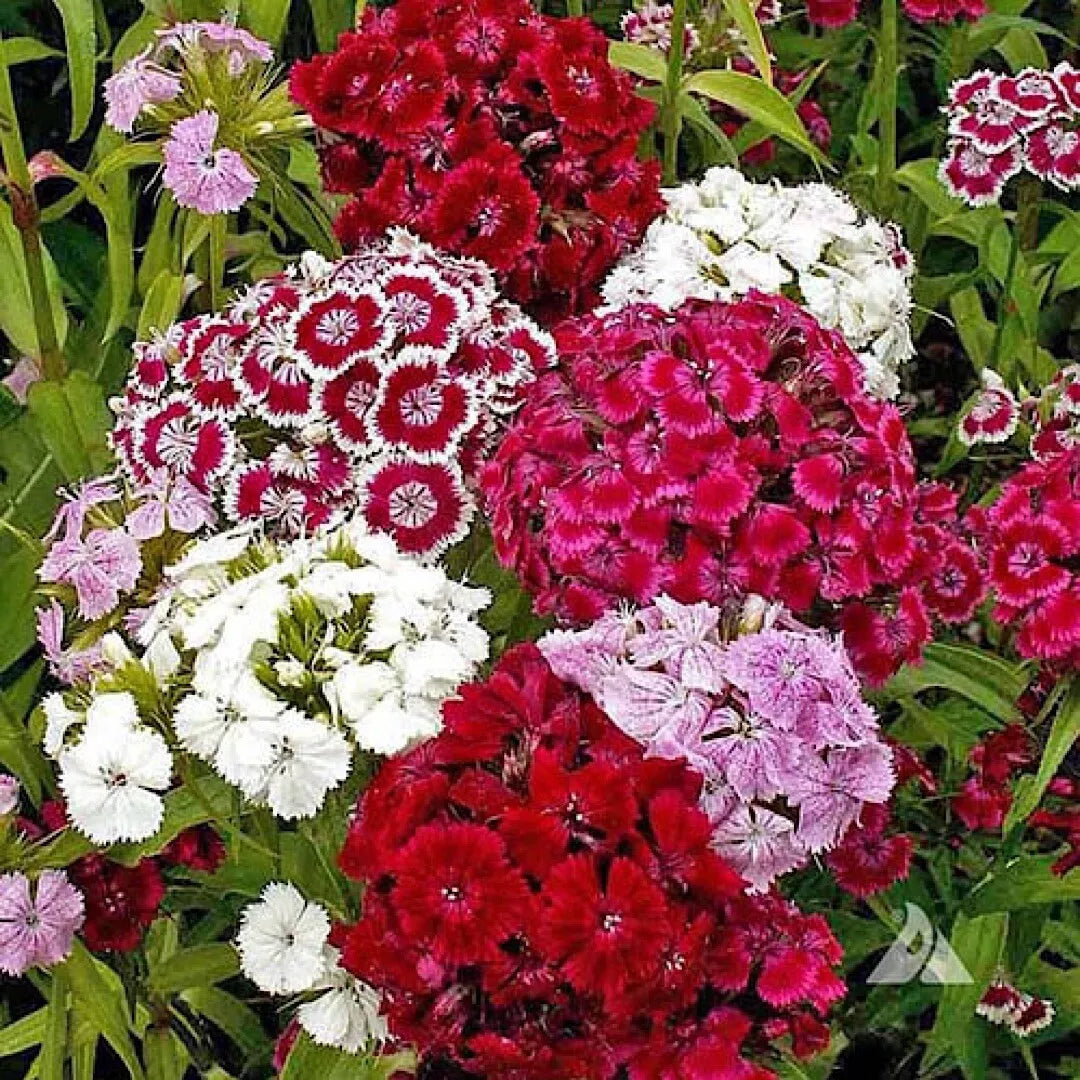 500+ Mixed Color Sweet William Pinks Seeds, Dianthus Barbatus, Red and Pink Flower Seeds, US Grown