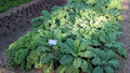 Kale Seeds, Dwarf Blue Curled, 100 Seeds, Brassica oleracea var. sabellica, Organic Heirloom Vegetable Seeds