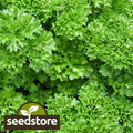 Forest Green Parsley Seeds | Heirloom Non-GMO Herb Seed | Petroselinum crispum 1132