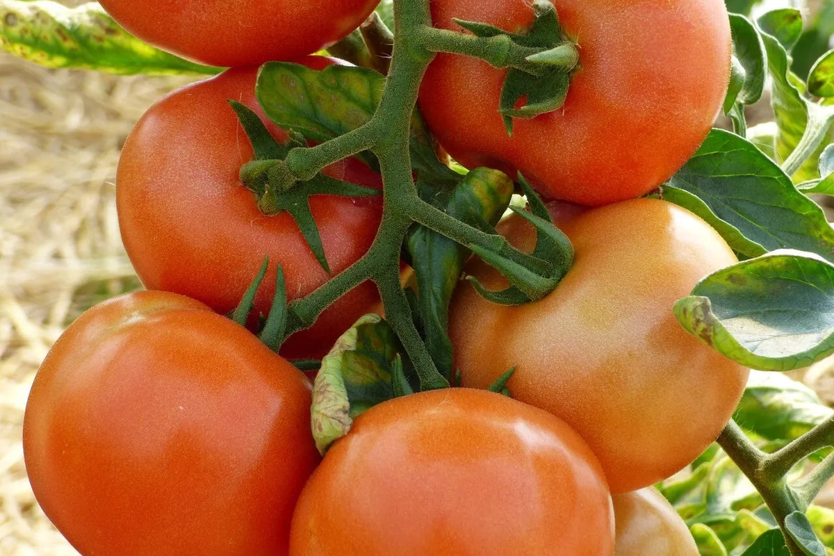 Marglobe Supreme Tomato Seeds 100 Ct | Heirloom Non-GMO Vegetable | Solanum lycopersicum