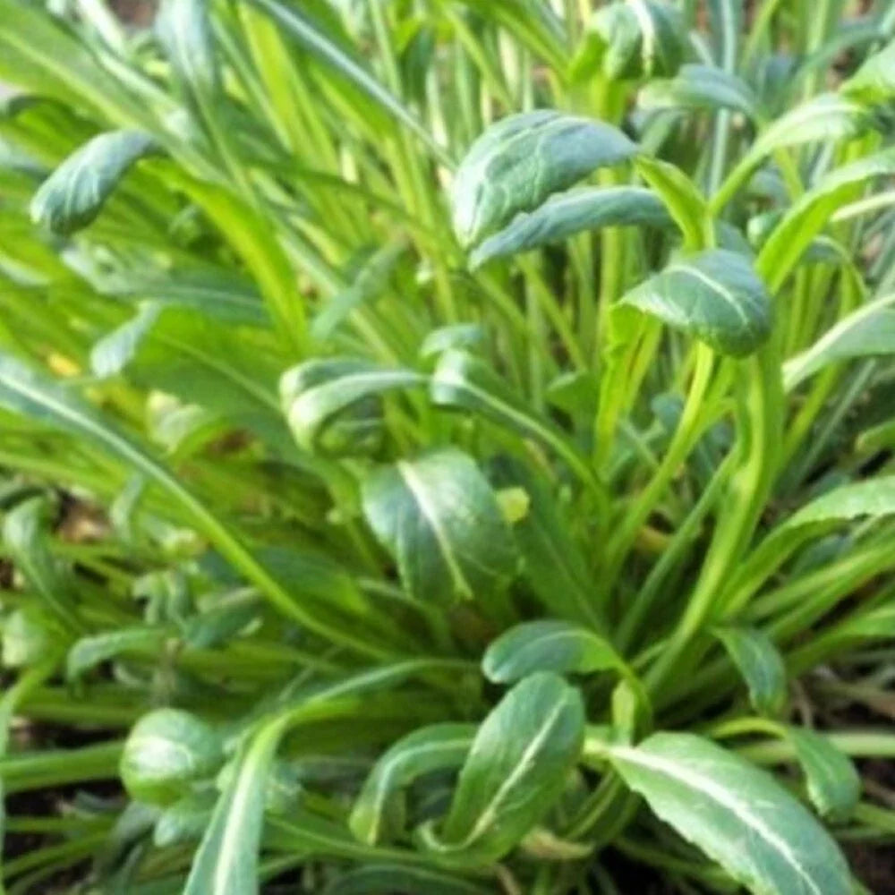 Mibuna Mustard Seeds | Heirloom NON-GMO Seeds | Fresh Garden Seeds | Brassica rapa var. nipposinica