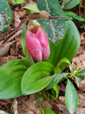 Pink Lady's Slipper Bare Root Plants, Cypripedium Acaule, Mature Variety, Perfect for Gardens and Landscaping