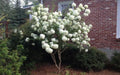 Chinese Snowball Seeds - 40 Pack - Fast Growing Viburnum ichangense - Flowering Shrub for Garden