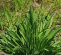 600 Plantain Seeds, Boston Variety, Non-GMO Herb Garden, Plantago lanceolata, USA Seller