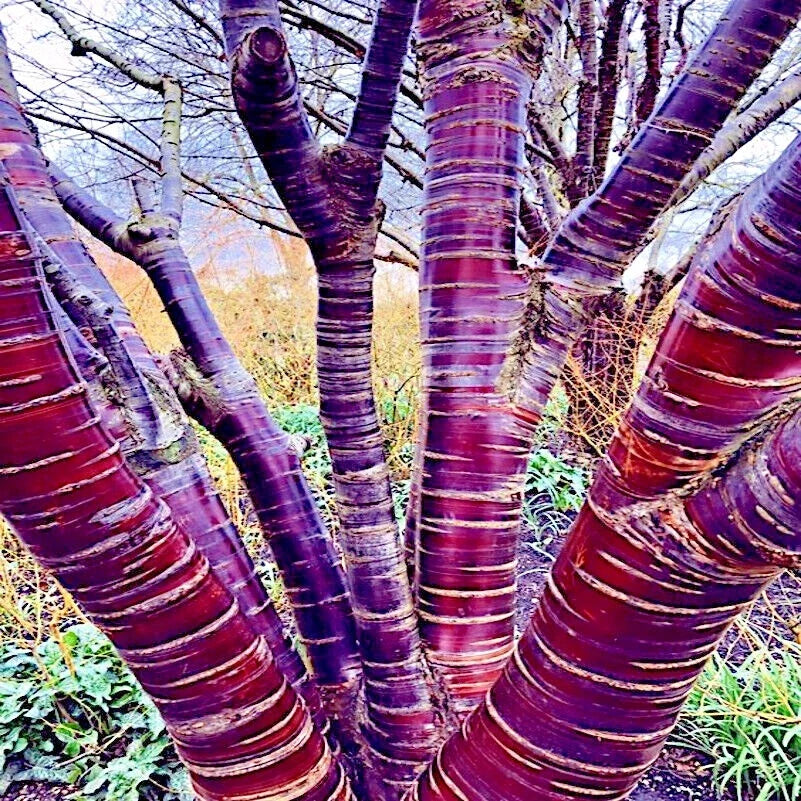 Tibetan Paper Birchbark Cherry Tree 10 Seeds - Prunus serrula - Hardy Shiny Bark - Ideal for Gardens and Landscaping