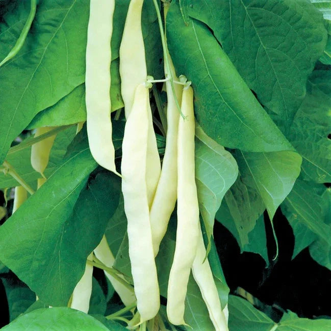 Bai Bu Lao Romano Bean Seeds - Non-GMO Pole Variety, Stringless Green - Perfect for 2025 Planting