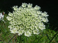 Queen Anne's Lace Seeds - 265 Seeds - Daucus Carota - White Flower Seeds - Non-GMO Gardening Supplies