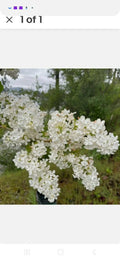 Bare Root Lilac Bush - Jumbo Size - White Flowers - Syringa vulgaris - Planting Instructions Included