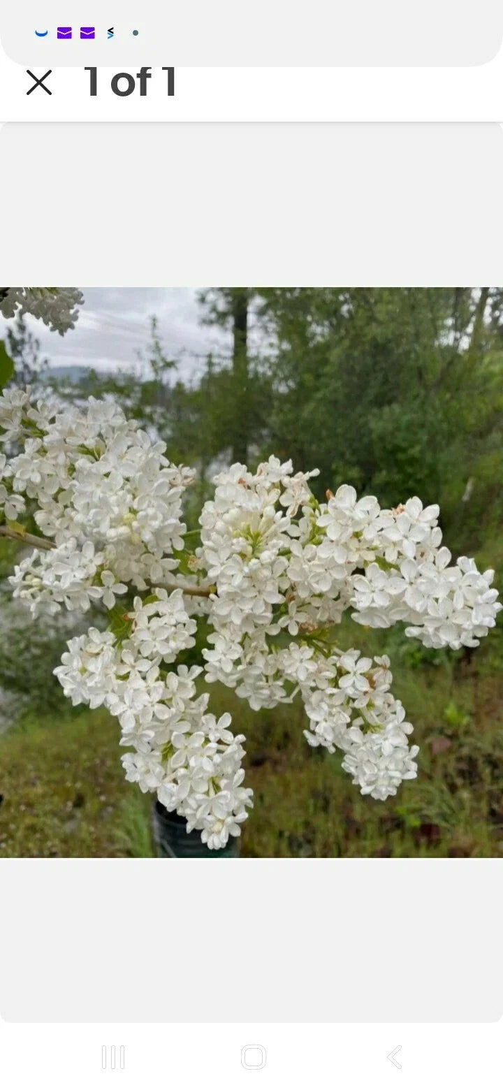 Bare Root Lilac Bush - Jumbo Size - White Flowers - Syringa vulgaris - Planting Instructions Included