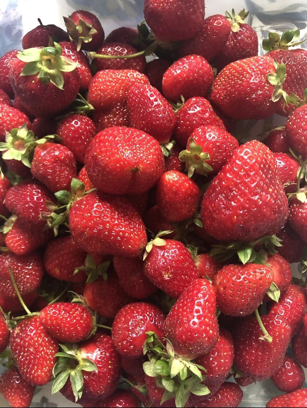 Strawberry Seeds - Organic Sweet Non-GMO Berry - Homegrown Edible Garden - Fragaria × ananassa - USA