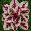 Burning Crimson Calathea Seeds - 25+ Premium Seeds for Garden Planting - Calathea 'Fascinator' - USA
