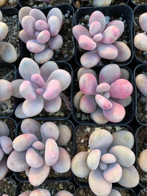 1 Bare Root Pink Moonstone Succulent (Pachyphytum Oviferum) – Rare Chubby Leaves Plant for Indoor Decor, Gifts, DIY Arrangements