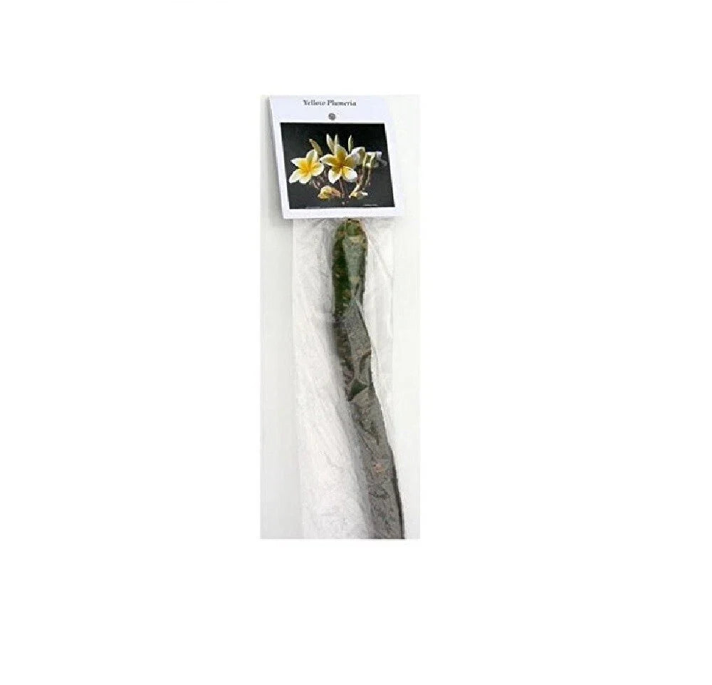 1 Yellow Hawaiian Plumeria Cutting | 9–12” Unrooted Stem | Fragrant Tropical Frangipani | Flowering Garden Starter Plant