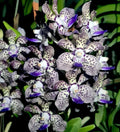Fragrant Vanda Orchid Plant 4" Papilionanda Kyra Green × Paksorn Fragrance - Hawaiian Blooms