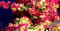 Bougainvillea Starter Plant - Sunstone Red Variety - Small Well Rooted - Very Rare (HTF)