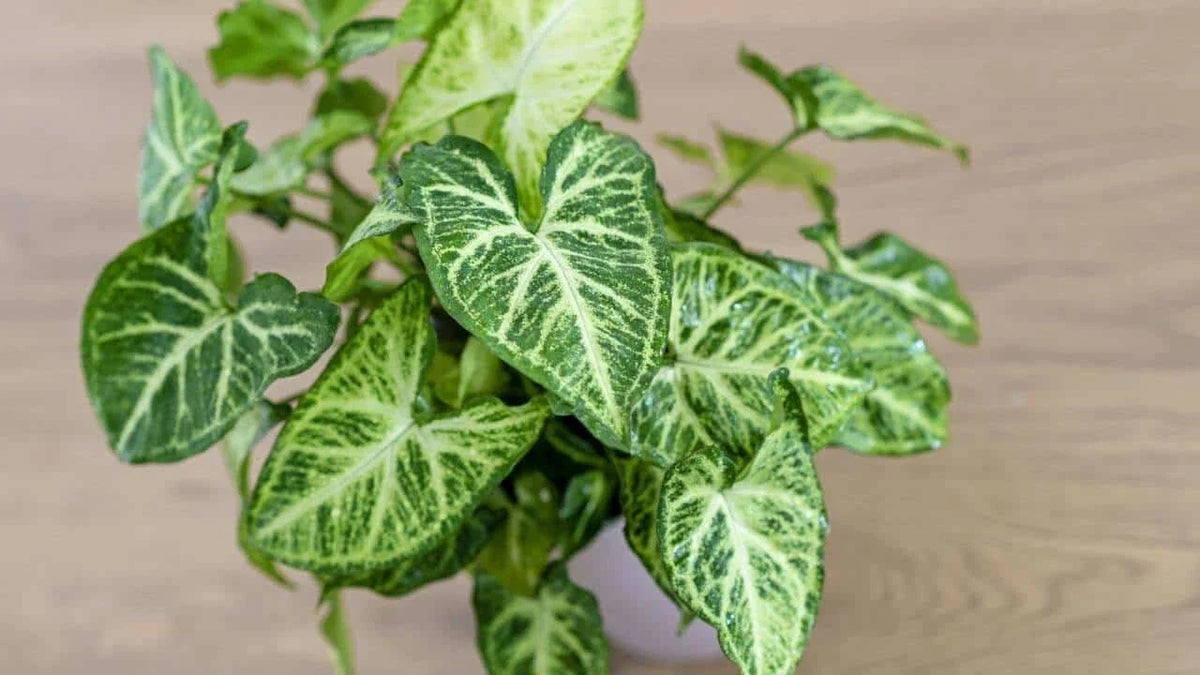 Live Syngonium Podophyllum Arrowhead Plant - 3 Years+ Well Rooted - Indoor Houseplant - Free Shipping