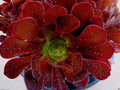 Rare Aeonium Kokino Hybrid Succulent Cuttings - Fresh & Healthy - Perfect for Plant Lovers and Collectors