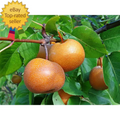Dwarf Chojuro Asian Pear Tree Bare Root Pyrus pyrifolia - Edible Fruit Tree, Low Maintenance, Perfect for Small Gardens
