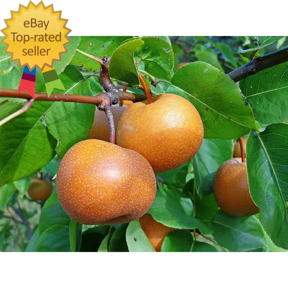 Dwarf Chojuro Asian Pear Tree Bare Root Pyrus pyrifolia - Edible Fruit Tree, Low Maintenance, Perfect for Small Gardens