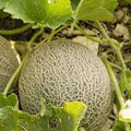 Muskmelon Seeds, 500 Count, Edisto 47 Sweet Heirloom, Non-GMO, Cantaloupe Variety, Perfect for Home Gardening